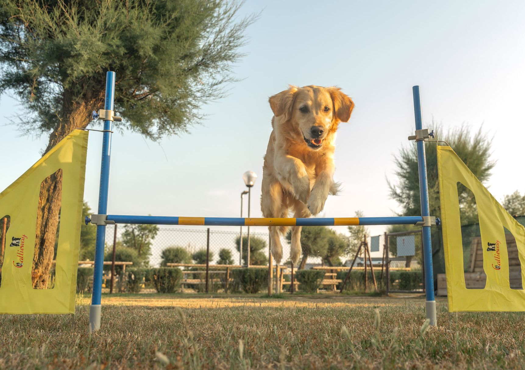 Hund im Agility Park im Campingplatz