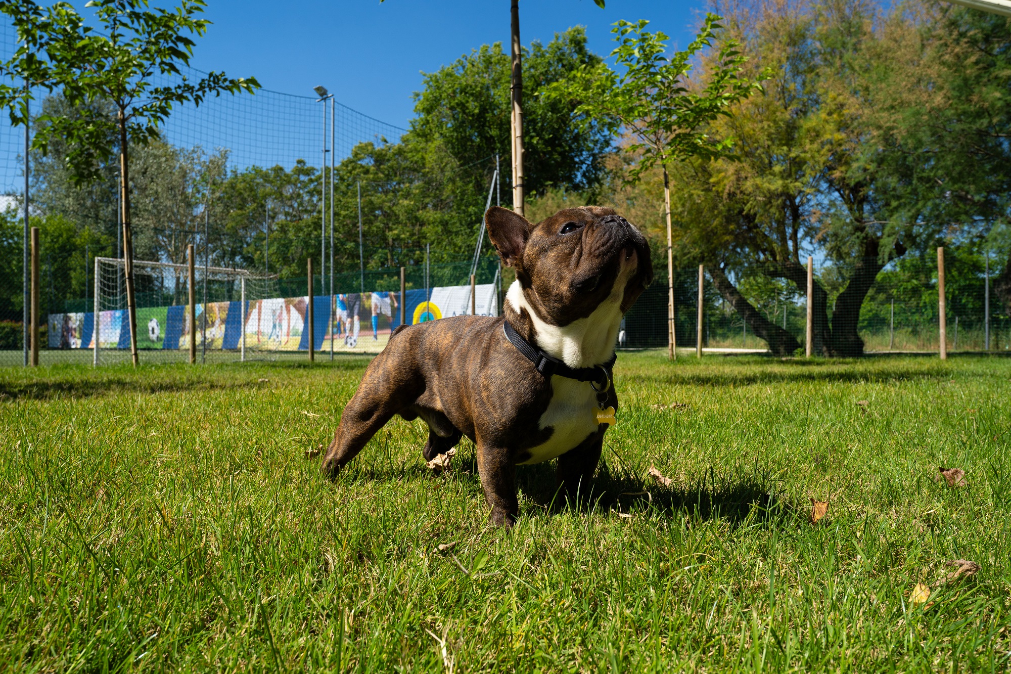 Hund auf dem Campingplatz