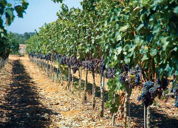 Ferienanlage La Masseria Mobilehome Happy Comfort