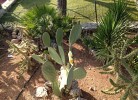El Bahira Camping Village Mobilehome Happy Easy