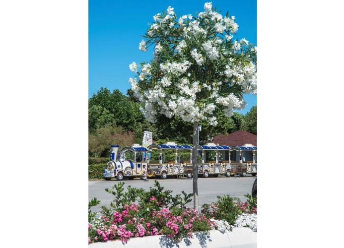 Feriendorf  Francesco Holiday Home Blue Ivy