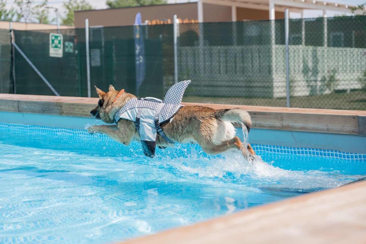 Hund springt in einen Pool