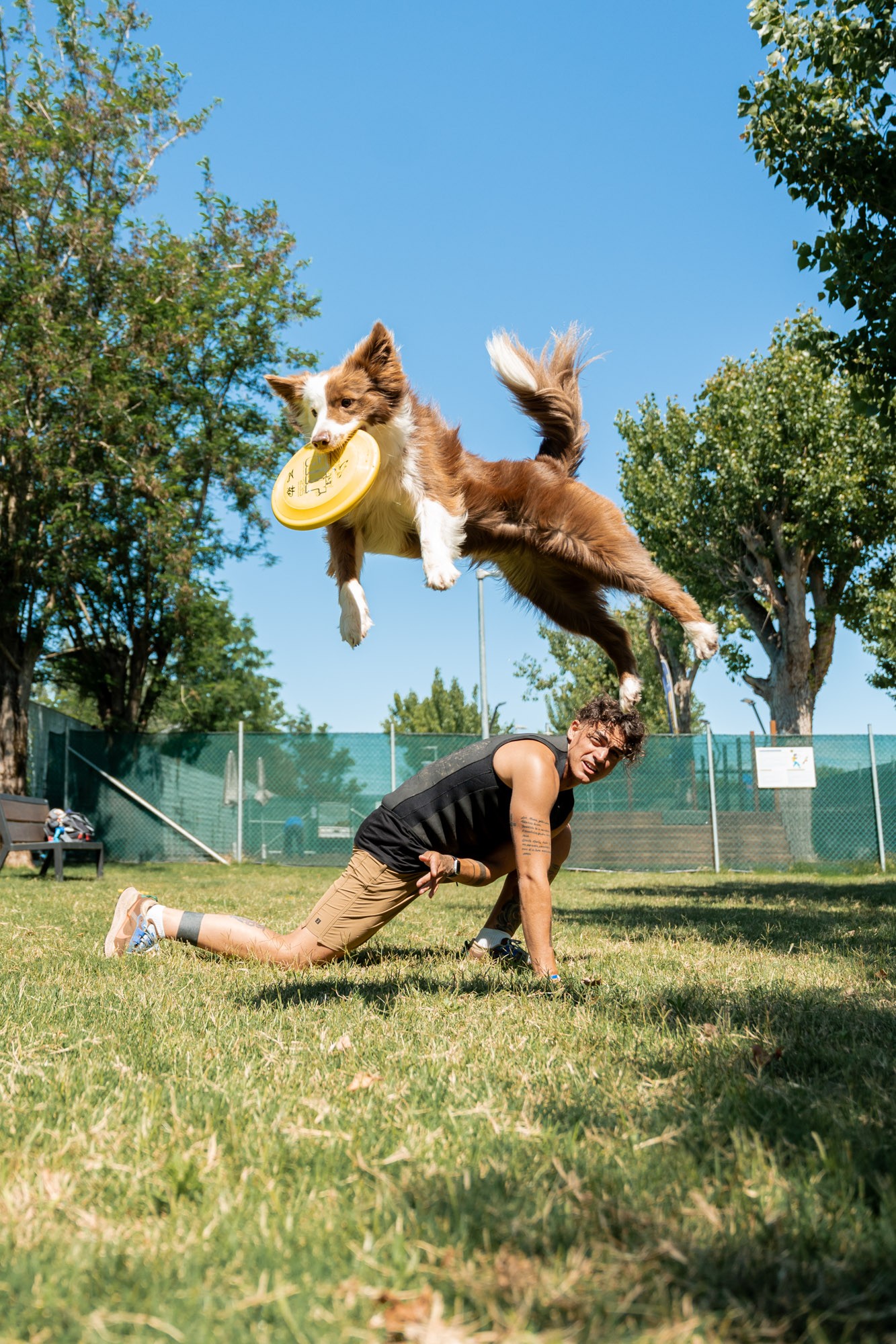Hund fängt eine Frisbie