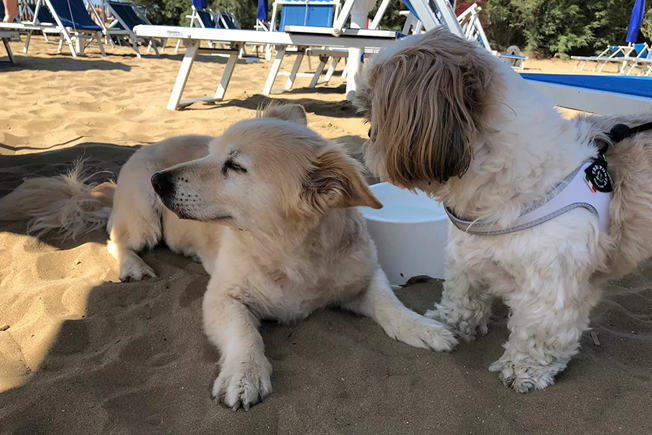 Zwei Hunde am Strand im Schatten